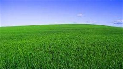 تفسير حلم الزرع الأخضر في المنام وعلاقته بالحصول على الرزق الكثير 