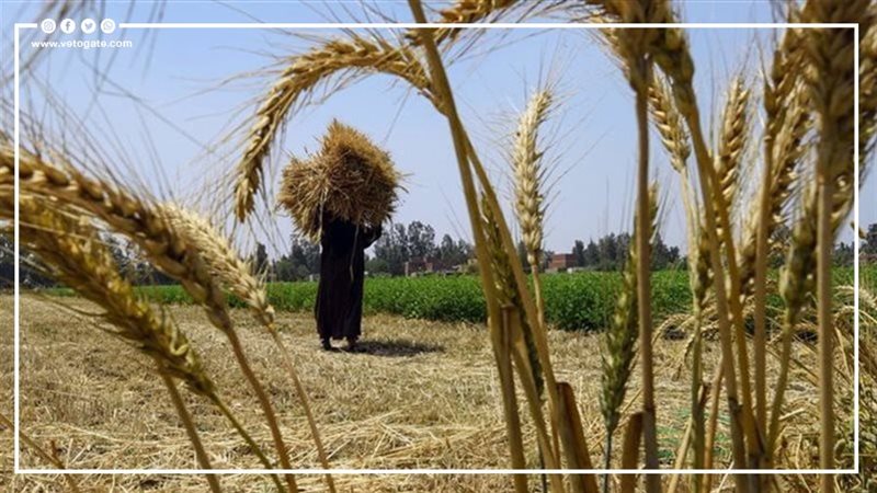 زراعات القمح، فيتو