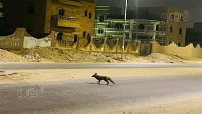 حيوان غريب يثير الرعب في الشرقية، والأهالي يستغيثون بالمسؤولين لإنقاذهم (صور)