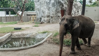 حداد في الفلبين بسبب موت آخر فيلة عن عمر 50 عاما