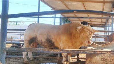 الشارولي والليموزين والأنجوس أبرزها.. الزراعة تتوسع في إنتاج السائل المنوي لأنقى الطلائق في العالم لتحسين القطعان المحلية (فيديو)