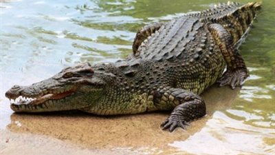 أستراليا تسيطر على التمساح المرعب عقب مطاردات استمرت 30 يوما 