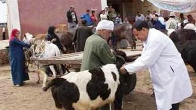 قافلة بيطرية علاجية مجانية بـ 5 قرى في مركز أبوقرقاص بالمنيا