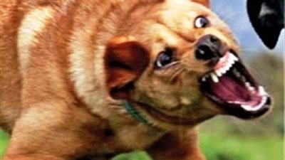 كلب ضال يعقر 8 أشخاص في سوهاج