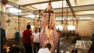 الزراعة: المجازر تستقبل 9700 أضحية في ثاني أيام عيد الأضحى 