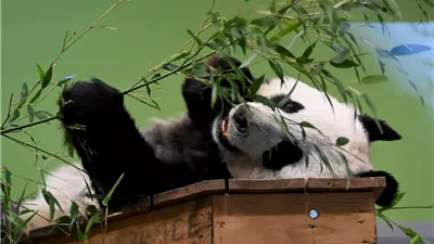 الصين تقرر حرمان أوروبا وأمريكا من مشاهدة الباندا