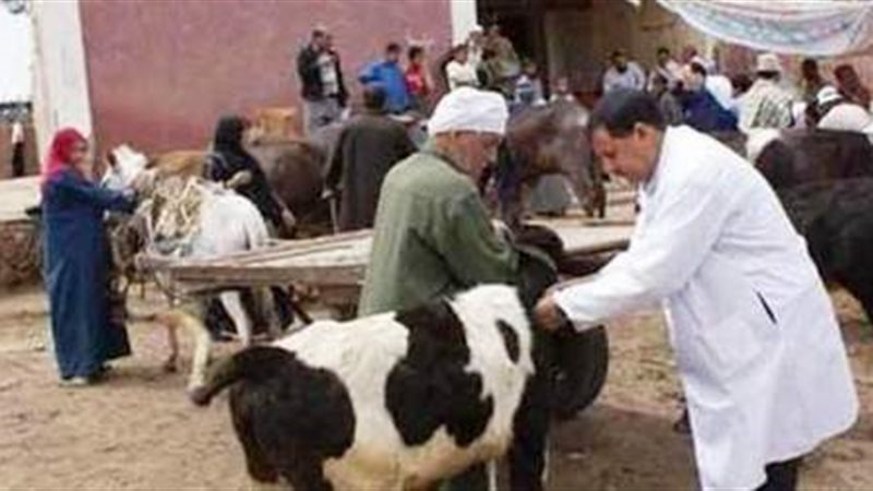 ارشيفية 