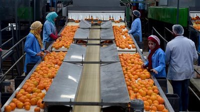 فتح باب تصدير البرتقال يوم 5 ديسمبر بعد تأكيد الزراعة النضج الفسيولوجي للثمار