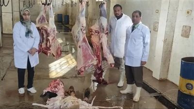  إعدام عجل بقري 500 كيلو بمجزر الأقصر لعدم صلاحيته للاستهلاك الآدمي