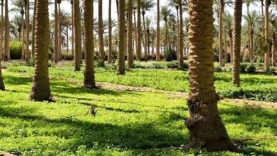 تفسير حلم البستان في المنام وعلاقته بالخير الوفير والانتقال إلى منزل جديد 