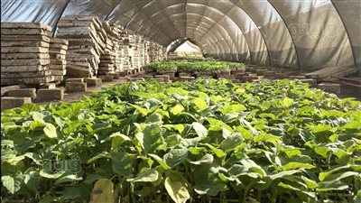 الزراعة بالشتل في المنيا، تعرف على استخدام الصوب في إنتاج الشتلات بعروس الصعيد، وأستاذ جامعي: المحافظة نجحت في زراعة القطن بالشتل