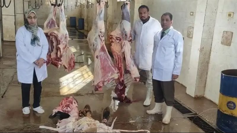 إعدام عجل بقري 500