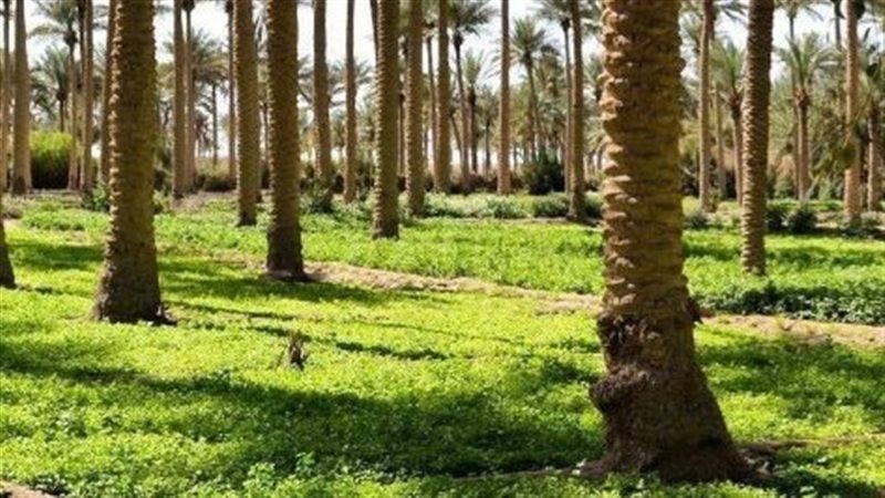 تفسير حلم البستان