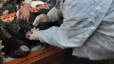 جامعة جنوب الوادي تنظم قافلة شاملة بقرية الأشراف الشرقية بقنا