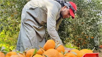 حلاوتك يا استفندي.. بدء موسم حصاد اليوسفي محصول الخير في عروس الصعيد.. زراعة المنيا: لدينا 2873 مزرعة تغطي مساحة 5170 فدانًا.. ومتوفر بنوعيه الصيني والبلدي