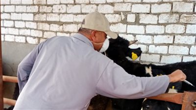 تحصين  122 ألف رأس ماشية بالحملة القومية بالبحيرة