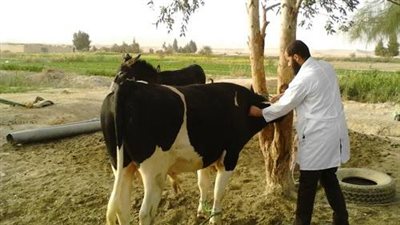 غدا قوافل بيطرية مجانية بمركزي أبو النمرس والحوامدية