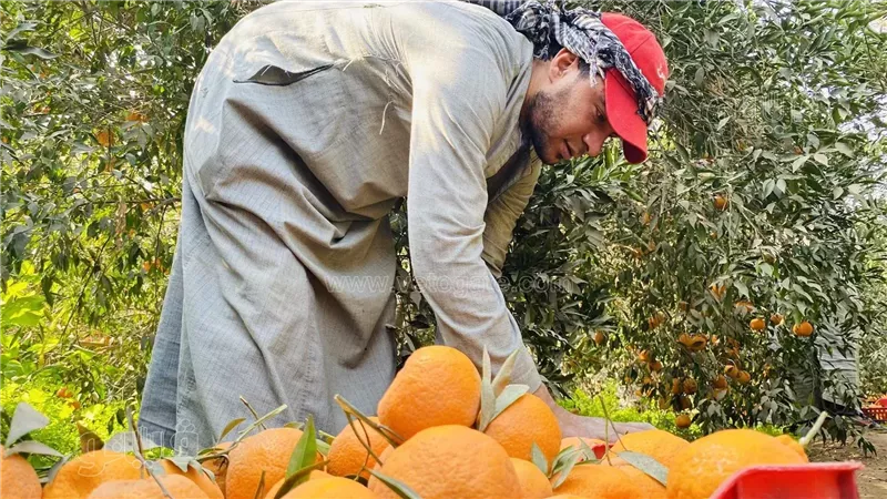 حصاد اليوسفندي في