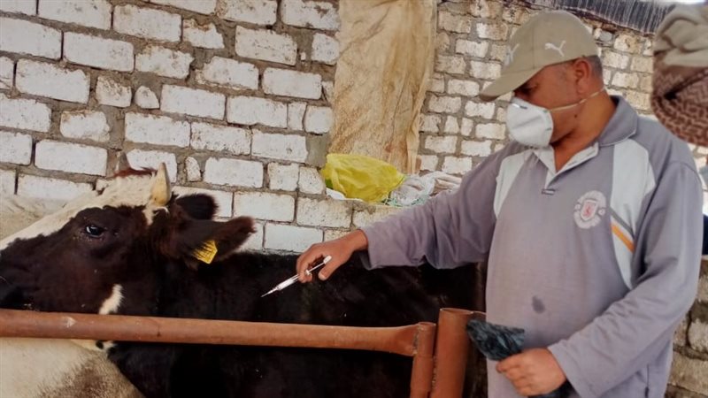 الجهود البيطرية بالبحيرة،