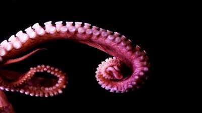  ابتكار جديد مستوحى من الأخطبوط