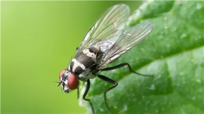 تفسير رؤية الذباب في المنام وعلاقتها بأكل المال الحرام 