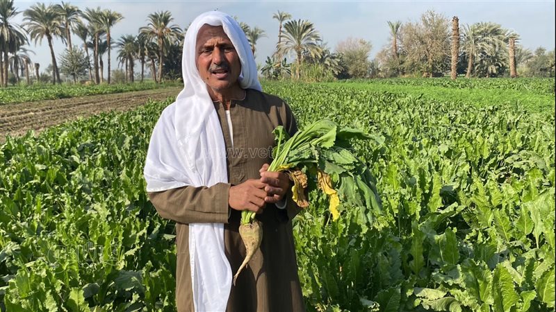 زراعة البنجر في المنيا