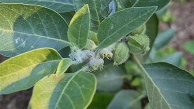 فوائد الاشواجندا، تعالج اضطرابات النوم وتخفض الضغط والكوليسترول بالدم 