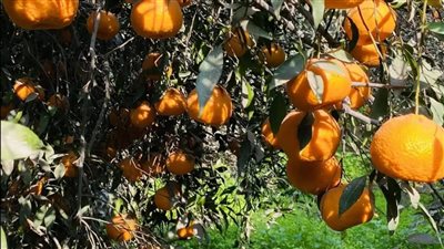 من الجناين، بداية موسم حصاد اليوسفي بمحافظة الأقصر (صور) 