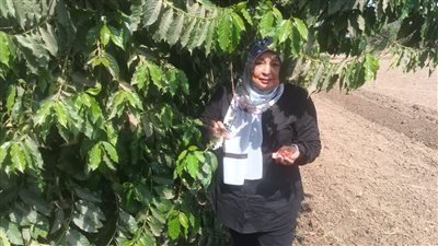 الزراعة تنفذ أول تجربة لزراعة البن في الأراضي المكشوفة، جهود علمية لتحديد أفضل مناطق زراعته بالمحافظات، والتغيرات المناخية تبكر موعد الحصاد (صور)