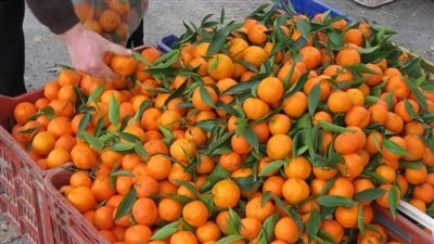 أسعار الفاكهة اليوم، سعر اليوسفي يسجل 8 جنيهات في سوق العبور