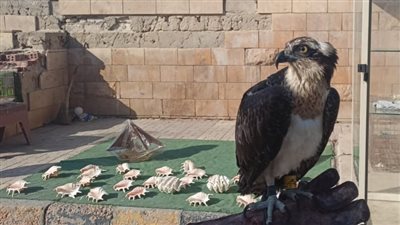 البيئة تضبط عددا من الطيور المهددة بالانقراض قبل بيعها بمنطقة قايتباي بالإسكندرية (صور)