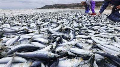 ظاهرة غريبة تثير القلق، نفوق ملايين الأسماك على شواطئ اليابان يتسبب في فزع العالم (فيديو)