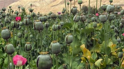 دولة آسيوية تنتزع لقب أكبر منتج لـ الأفيون في العالم، اعرف التفاصيل 