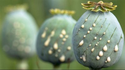  فوائد الأفيون، مسكن قوي لآلام الأعصاب ويحسن المزاج 