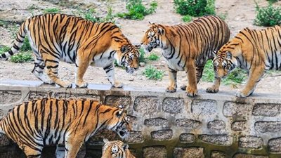 قفز في حديقة حيوانات فالتهمته النمور ولم تبق إلا الحذاء