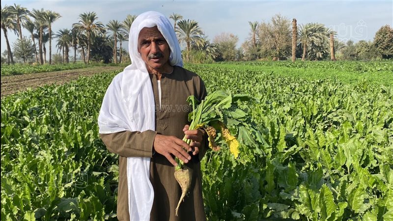 زراعة البنجر في المنيا،