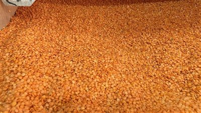  سعر كيلو العدس، أسعار العدس اليوم السبت 9-12-2023 في الأسواق