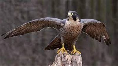 تفسير حلم الصقر في المنام وعلاقته بالسفر والرزق الوفير 