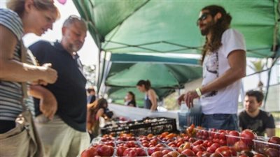 أزمة الطماطم أجبرت إسرائيل على استيراد 1200 طن من الأردن وتركيا في أسبوع