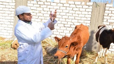 تحصين أكثر من 651 ألف رأس ماشية ضد مرض طاعون المجترات الصغيرة 