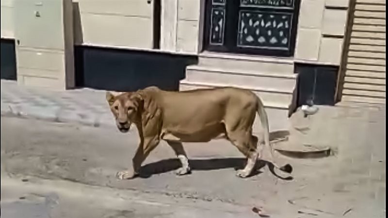 السيطرة علي اسد طليق