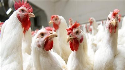 أسعار الدواجن البيضاء والبيض اليوم السبت 16-10-2021 في الدقهلية 