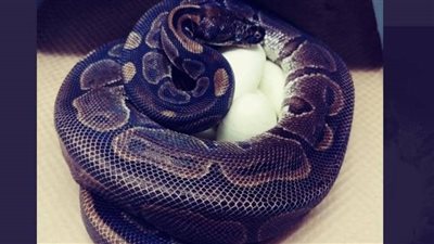  المؤبد لـ «هندي» استخدم أفعى كوبرا وثعبانا آخر لقتل زوجته المريضة