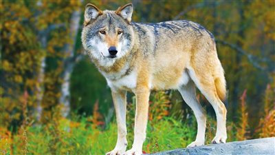 عظام فك ذئب قبل 12 الف عام تكشف تاريخ البشر 