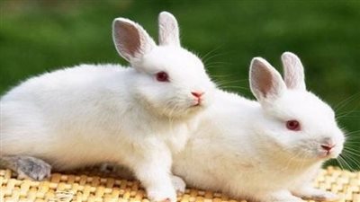 تفسير حلم ذبح الأرانب في المنام وعلاقته بالخير الوفير وتحذير من خطر 