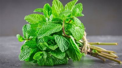 تفسير رؤية النعناع في المنام.. وعلاقته بالحزن وفشل العلاقات العاطفية 