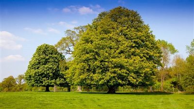 تفسير رؤية الأشجار في المنام وعلاقتها بصلاح الأحوال ورضوان الله 