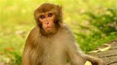 تفسير رؤية القرد فى المنام وعلاقته بالفقر والمرض والإفلاس