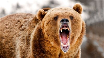  دب مفترس يهاجم قارب ركاب وسط نهر كامتشاتا| فيديو