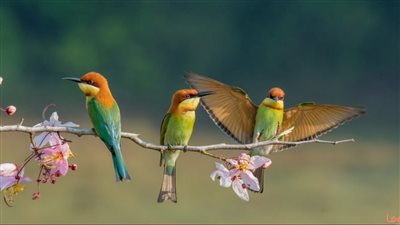 تفسير حلم العصفور في المنام وعلاقته بالتعرض للحسد 